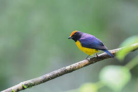 Tawny-capped Euphonia