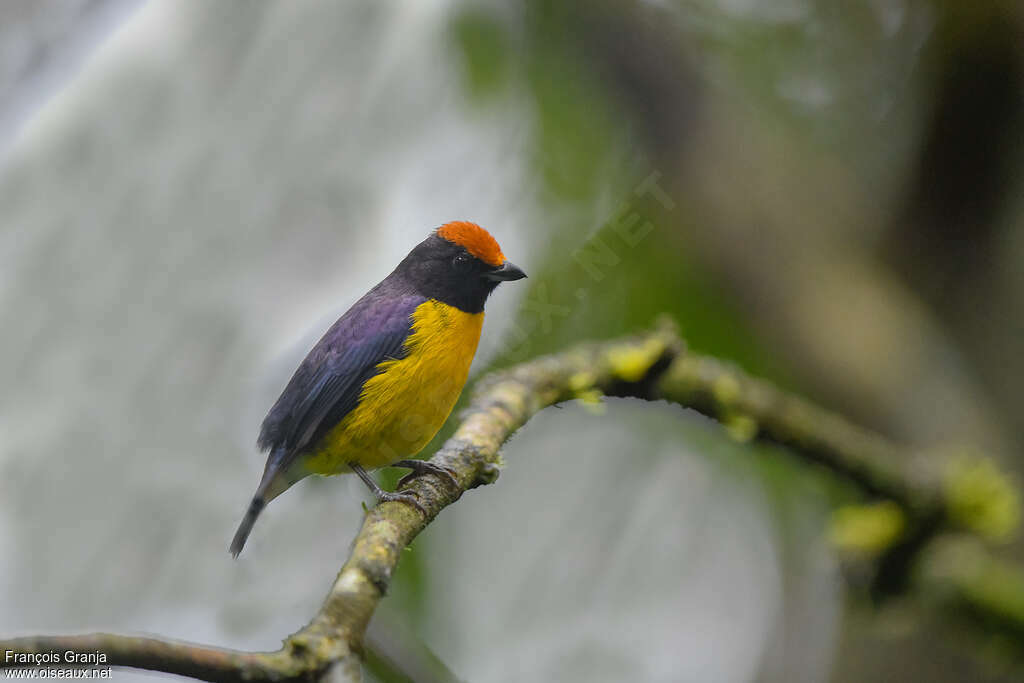 Tawny-capped Euphonia male adult, identification