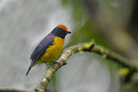 Tawny-capped Euphonia