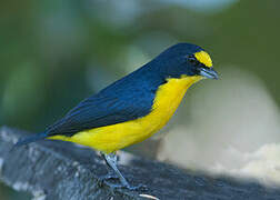 Yellow-throated Euphonia