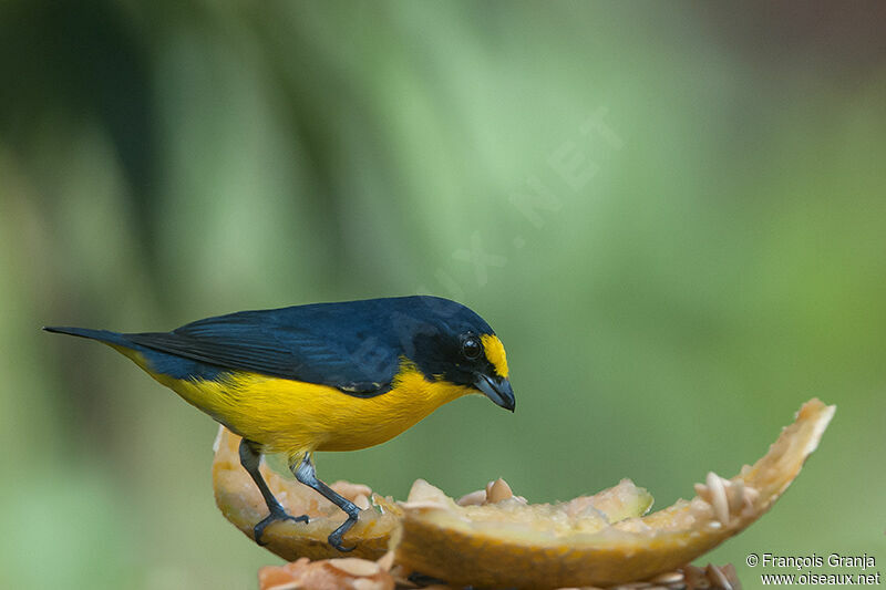 Yellow-throated Euphonia male adult