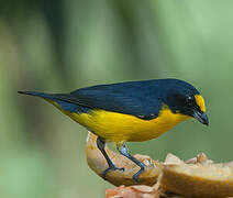 Yellow-throated Euphonia