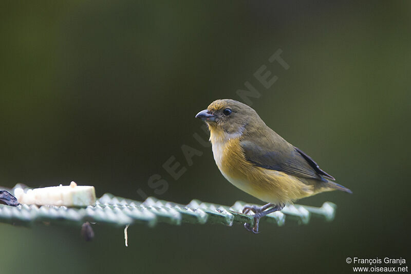 Yellow-throated Euphonia female adult