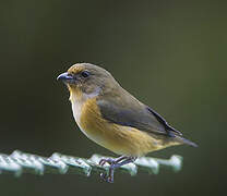 Yellow-throated Euphonia