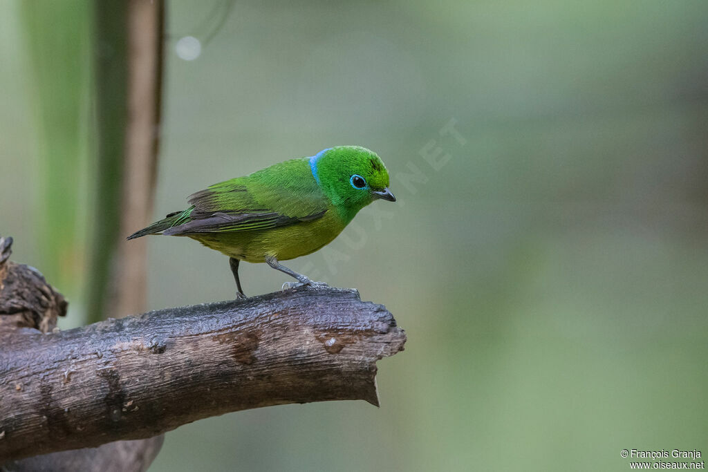 Blue-naped Chlorophonia