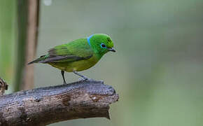 Blue-naped Chlorophonia