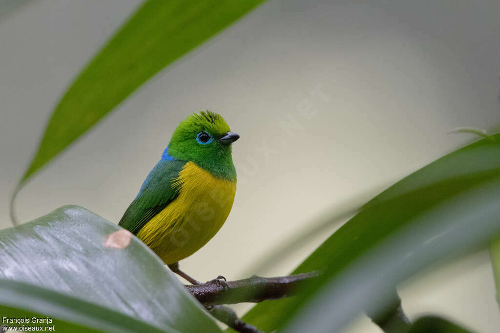 Blue-naped Chlorophonia male adult