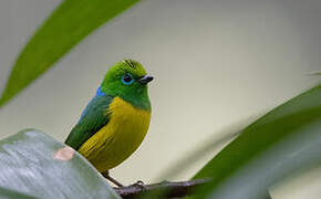 Blue-naped Chlorophonia