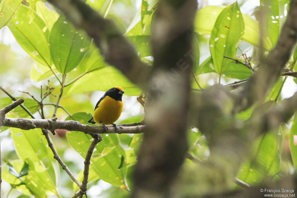 Orange-bellied Euphonia