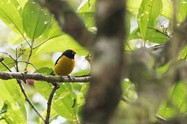 Orange-bellied Euphonia