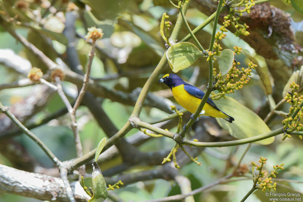 Scrub Euphonia