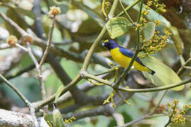 Scrub Euphonia