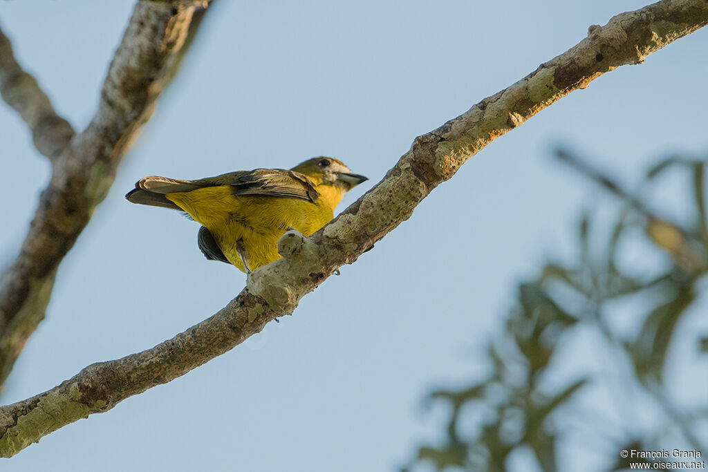 White-lored Euphonia male