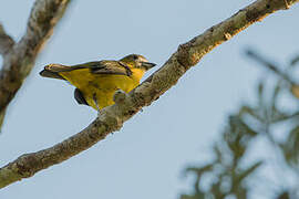 White-lored Euphonia