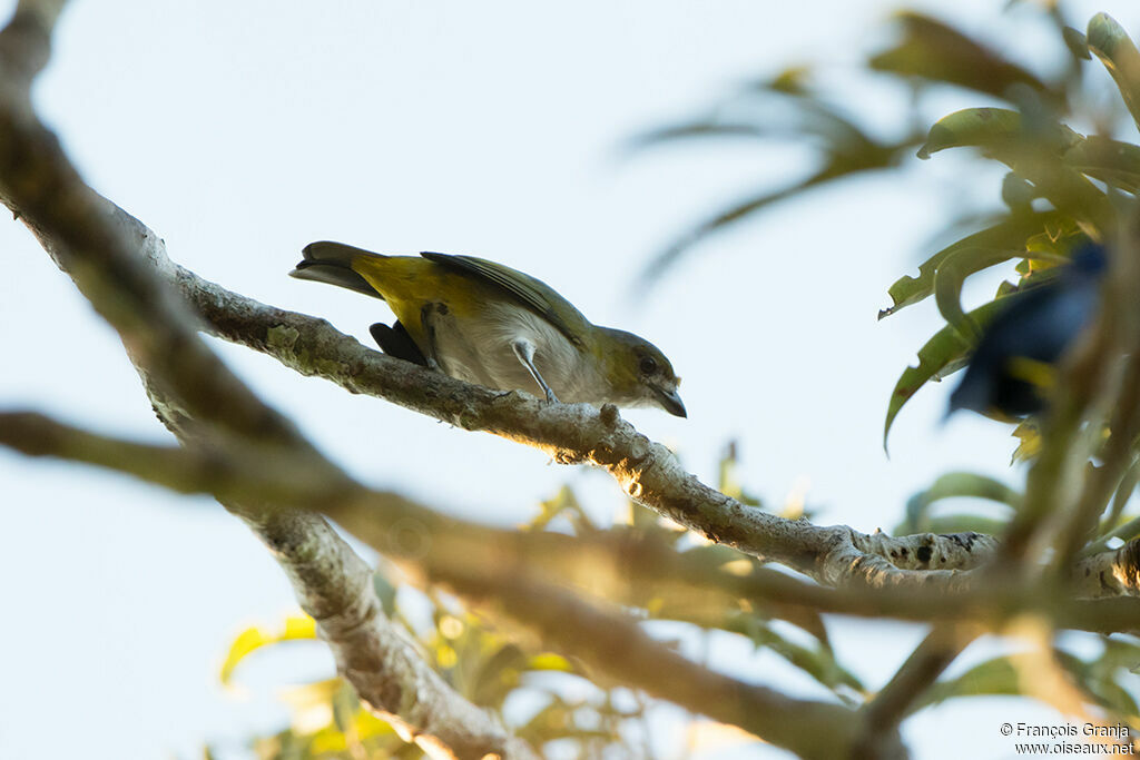 White-lored Euphonia female