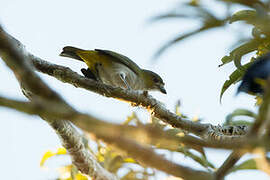 White-lored Euphonia