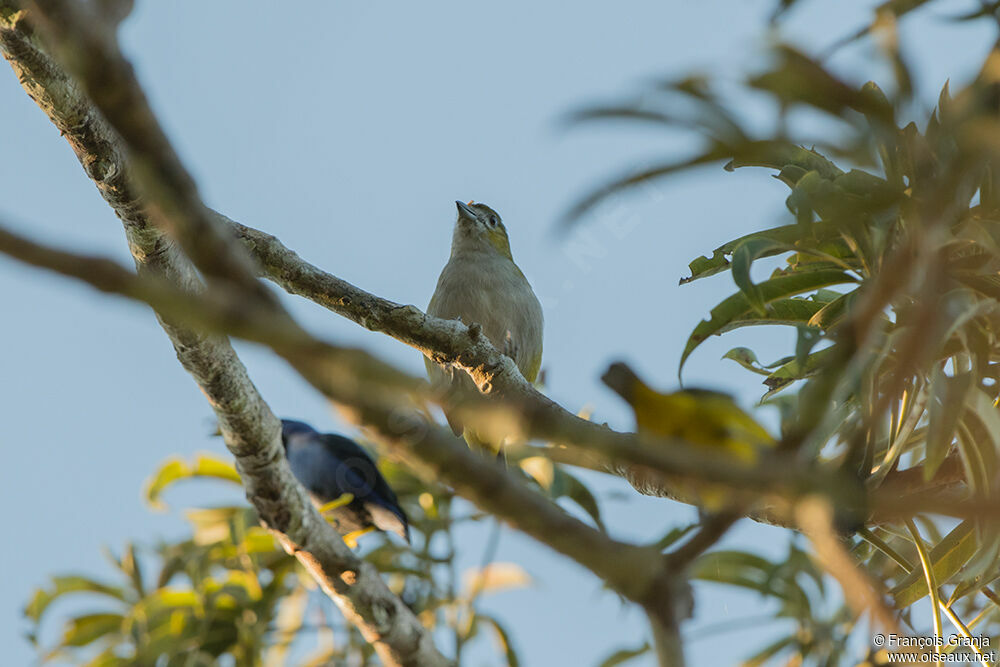 White-lored Euphonia female