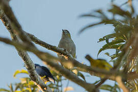 White-lored Euphonia