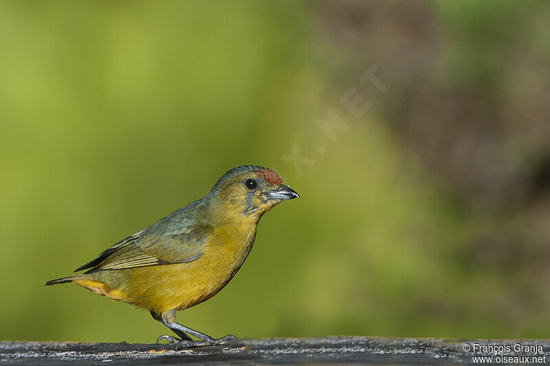 Spot-crowned Euphonia female adult