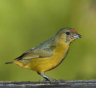 Spot-crowned Euphonia