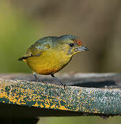 Spot-crowned Euphonia