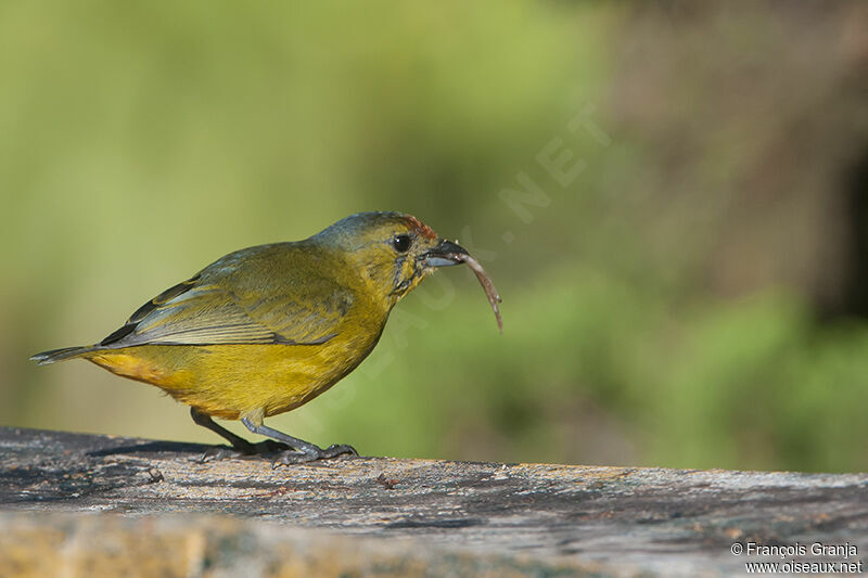 Spot-crowned Euphonia female adult