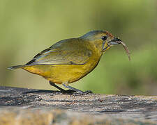 Spot-crowned Euphonia