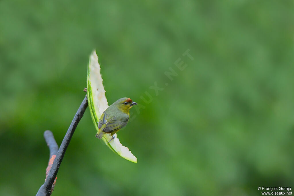 Olive-backed Euphonia