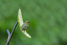 Olive-backed Euphonia