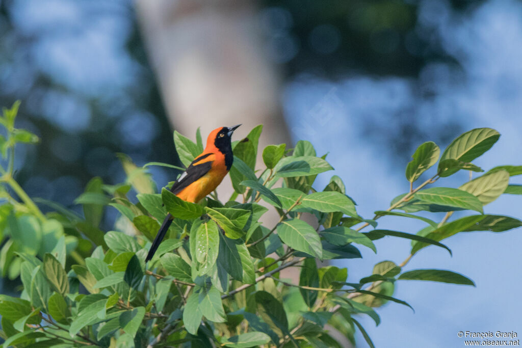 Oriole à dos orange