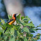 Oriole à dos orange