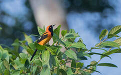 Oriole à dos orange