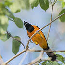Oriole à dos orange