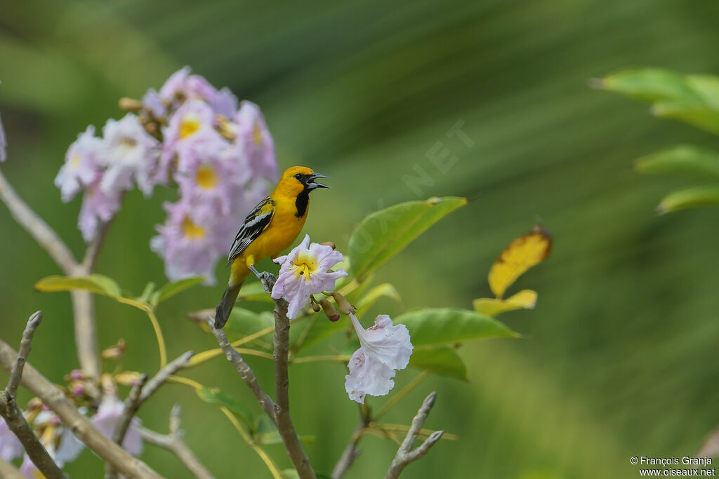 Streak-backed Oriole