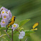 Oriole à dos rayé
