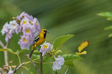 Oriole à dos rayé