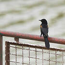 Oriole à galons