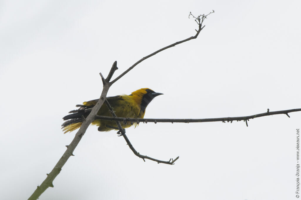 Oriole à queue jaune