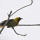 Oriole à queue jaune