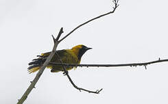 Oriole à queue jaune