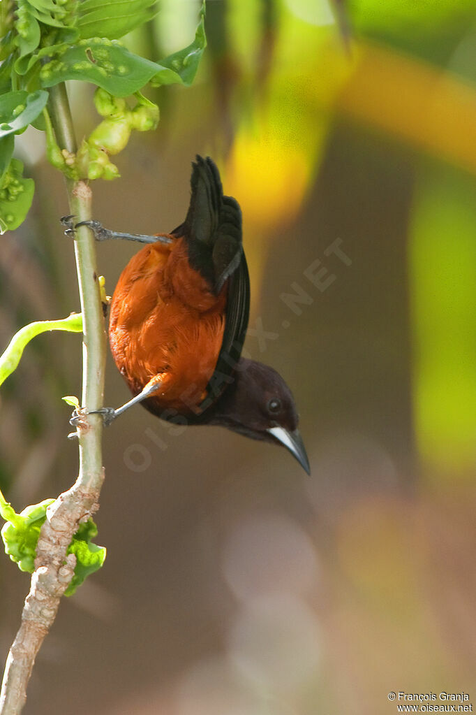 Oriole de la Martiniqueadulte