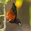 Oriole de la Martinique