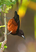 Martinique Oriole