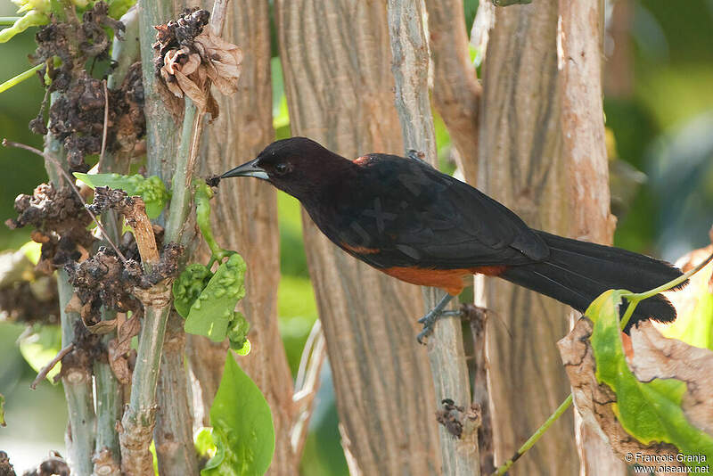 Oriole de la Martinique adulte frgr136742