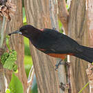 Oriole de la Martinique
