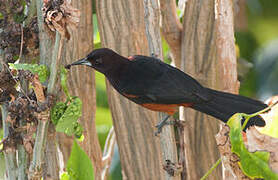 Martinique Oriole