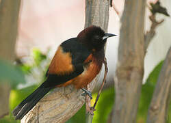 Oriole de la Martinique