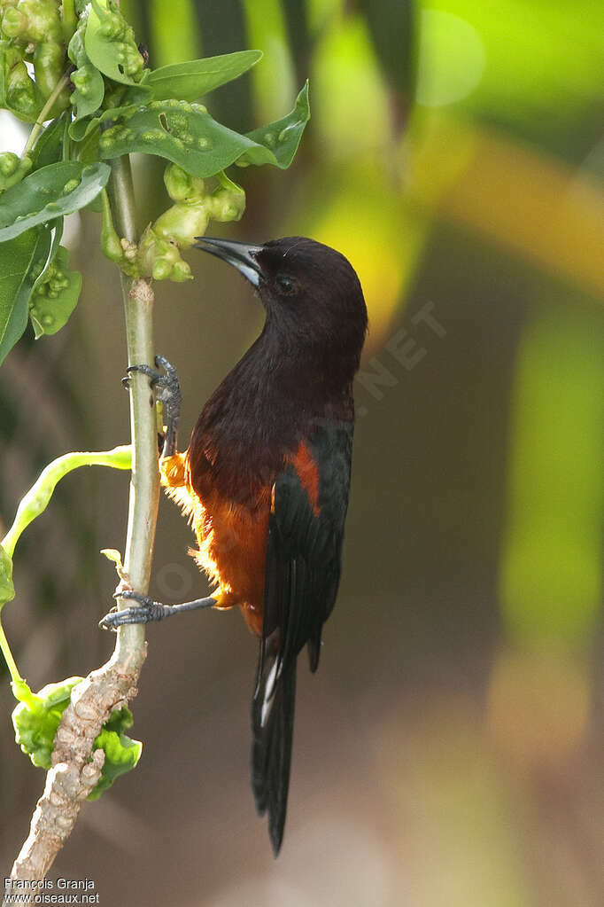 Oriole de la Martiniqueadulte