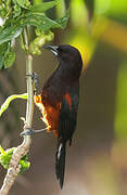 Martinique Oriole