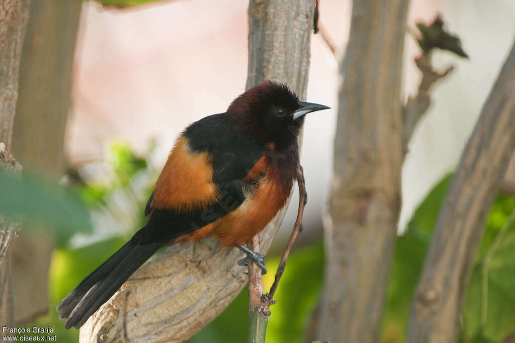 Oriole de Martinique adulte